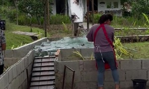 Tiny Pigs Make a Big Splash