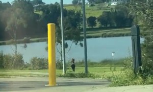 Magpie Swoops Down on Woman