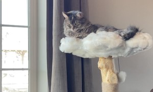 Cat Disapproves Of New Dog Toy