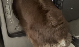 Dogs Climbs In For Wool Dryer Balls