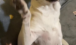 Dog Smiles on Command