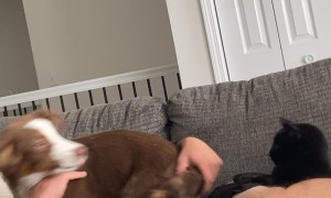 When Your Pets Can't Share Their Dad