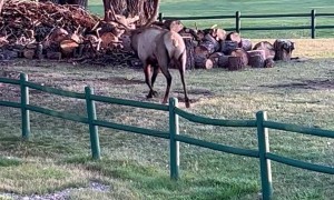 Rutting Bull Elk Break Through Fence