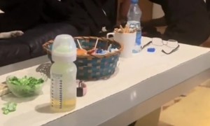 Bull Terrier Hides In Laundry Pile