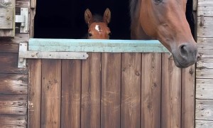 Foal Grows Tall Enough to Peep Over Stable Door