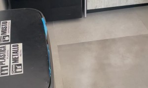 Puppy Barks at Reflection in Refrigerator