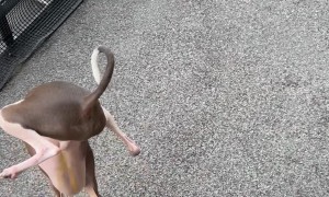 Italian Greyhound Does Handstand, Pees Everywhere But The Pad