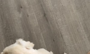 Dog Climbs Over Couch to Avoid Trail of Treats