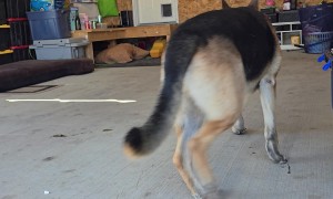 German Shepherd Fetches Wrench
