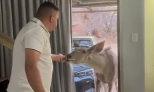 Kudu Visitor Shooed From Room