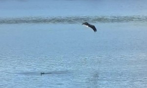 Duck Dives Away From Eagle's Talons