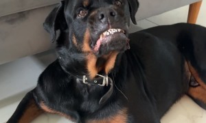 Rottweiler Curls Lip At Thought Of Stink