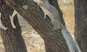 Squirrel Nibbles On Old Deer Antler
