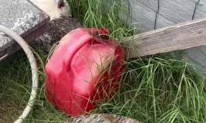 Two Turkeys Share One Nest