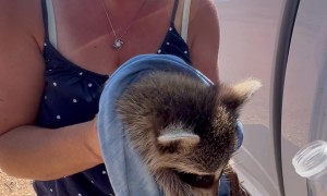 Couple Saves a Baby Raccoon From the Texas Heat