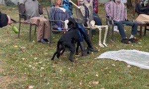 Friendly Dog Is Excited to Meet Halloween Decorations