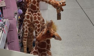 Giraffe Toy Gives Judgmental Head Tilt