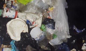 Bear Cubs Rescued From Dumpster