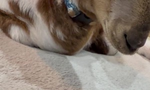 Puppy Cuddles With Baby Goat