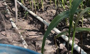 Frog Relaxes In Personal Spa