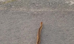 Strange Snake in South Africa