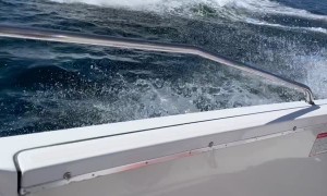 A Whale Of A Send Off