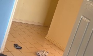 Void Cat Takes On Giant Spider