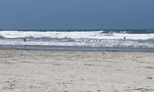 Loyal Dog Waits For Surfing Owner