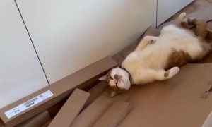 Cat In Cardboard Heaven