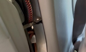 Red-Bellied Black Snake Hidden in Car Door