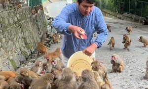 Feeding Monkeys a Bucket of Watermelon