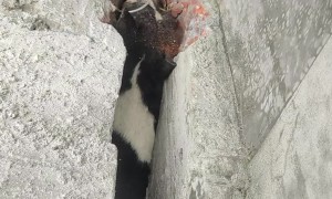 Saving a Trapped Pregnant Dog's Life