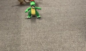 Chewy the Chiweenie Battles Office Gator