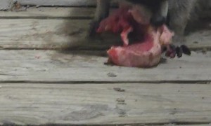 Little Raccoon Eats Yummy Steak