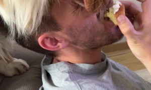 Begging Dog Secures the High Ground