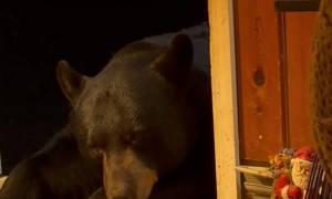 Nighttime Relaxation With Friendly Bear