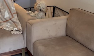 This Dog Regrets Nothing