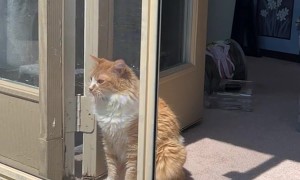 Orange Floof Confounded By Screen Door