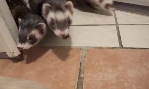 Opening Door Releases Ferret Army