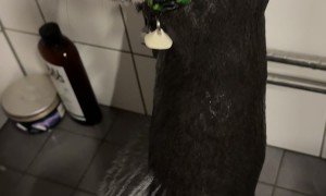 Gray Cat Stands Still for Shower