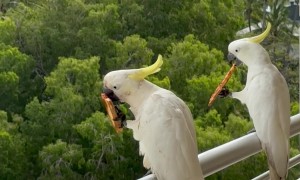 Cockatoos Help Themselves to Leftover Pizza