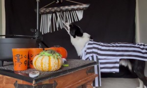 Talented Dog Composes Music For Halloween