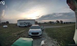 Fainting Goat Hilariously Bleats For Help