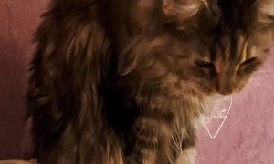 Cat Prefers To Be Fed By Hand