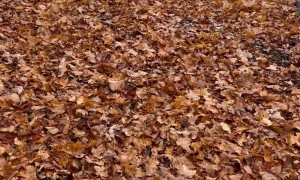 Elderly Dachshund Does a Perfect Show Pony Jump