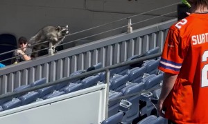 Raccoon Crashes Broncos' Game