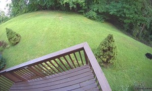 Black Bear Family Play In Gatlinburg Backyard
