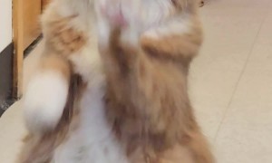 Dancing Kitty