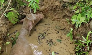 Lost Buffalo Rescued From Water Well