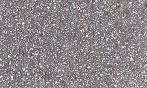 Friendly Bird Perches On Shoe